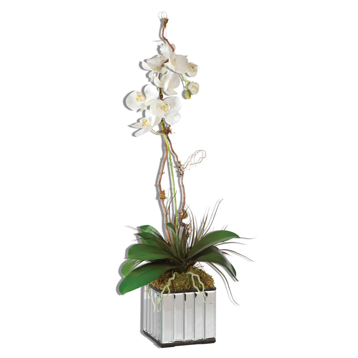 Kaleama - Orchids - White